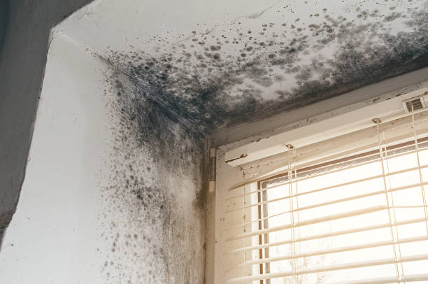 Trusted Mold Testing service in Temperanceville, VA - Cheap Mold Removal